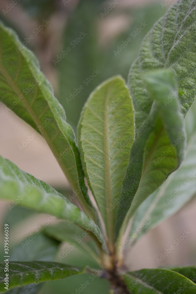 Loquat | Nèfle du Japon