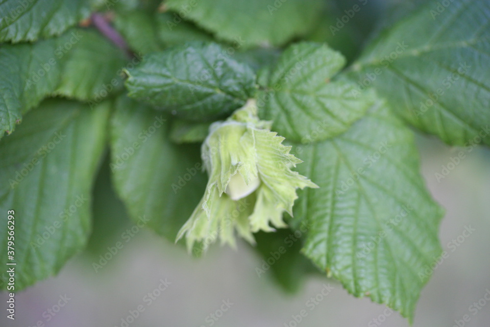 Hazelnut | Noisette Hazelnut | Noisette