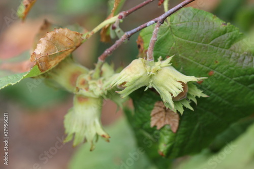 Hazelnut | Noisette