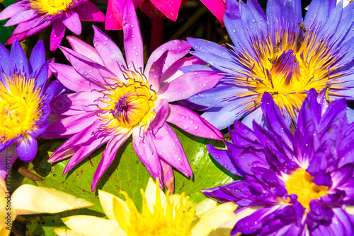 Water lotus nelumbo flowers  colorful lotus lily in water garden