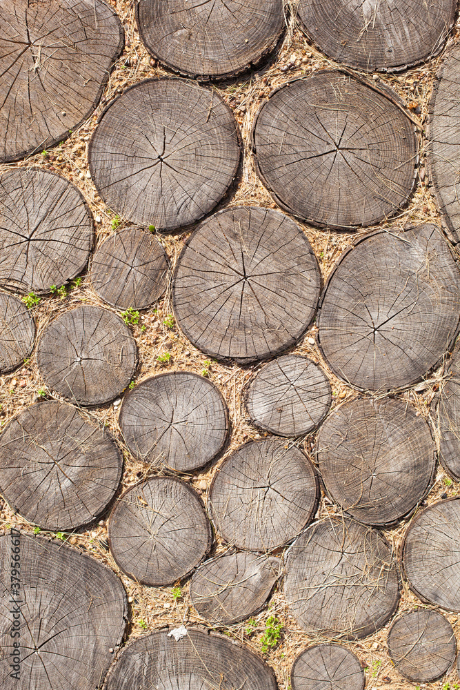 tree stumps background Trees cut section Wood texture of cute tree trunk tree stumps background Trees cut section Wood texture of cute tree trunk