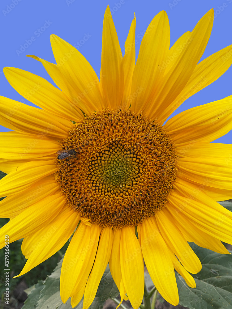 Blooming sunflower on a bright blue background Blooming sunflower on a bright blue background