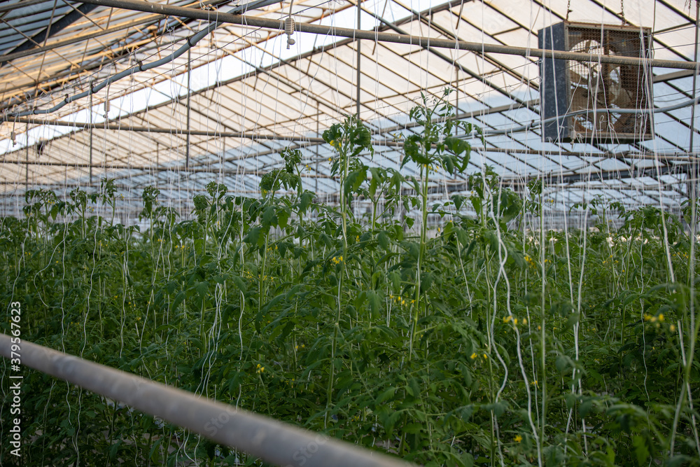 Huge greenhouse with thousands of tomato plants growing, with strings leading them upwards. professional organic tomato growing facility in southern italy.