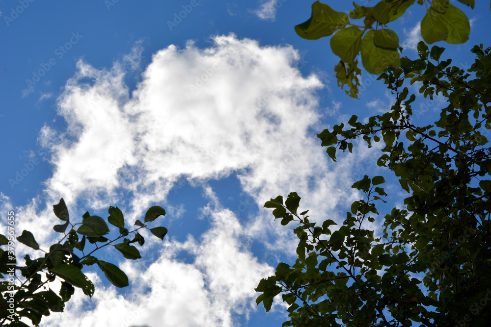 Green foliage against a blue sky and white clouds. Natural horizontal background. Autumn Sunny warm day. Green foliage against a blue sky and white clouds. Natural horizontal background. Autumn Sunny warm day.