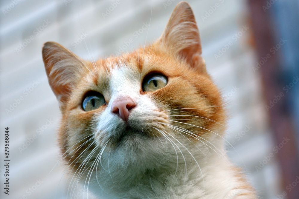 Muzzle of a cat close-up. Beautiful red striped furry pet. Muzzle of a cat close-up. Beautiful red striped furry pet.