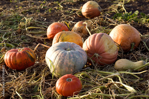Obraz na plátně Pumpkins of different varieties at an open farmers' market