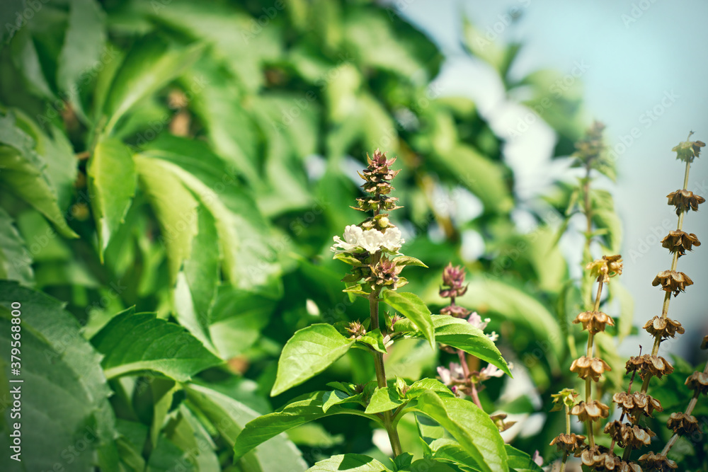Fresh and dry basil, healthy spice, aromatic seasoning Fresh and dry basil, healthy spice, aromatic seasoning