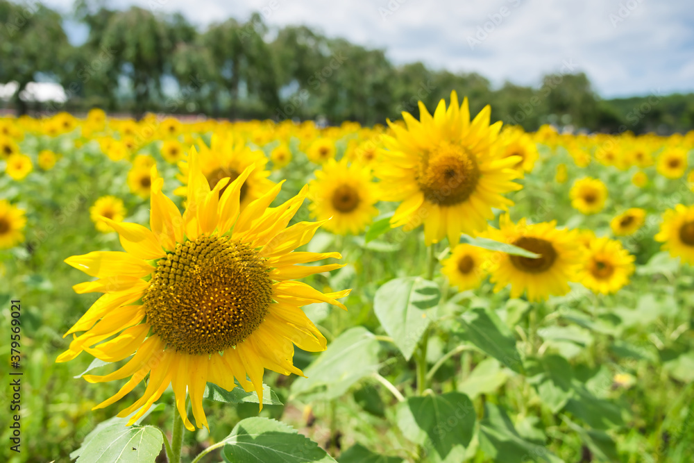 山梨県山中湖村にある花の都公園のひまわり畑 山梨県山中湖村にある花の都公園のひまわり畑