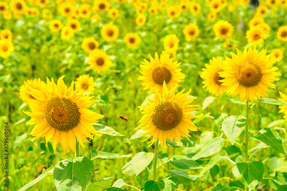 山梨県山中湖村にある花の都公園のひまわり畑 山梨県山中湖村にある花の都公園のひまわり畑