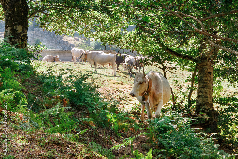 Podolic cows on the pasture on a sunrise Podolic cows on the pasture on a sunrise