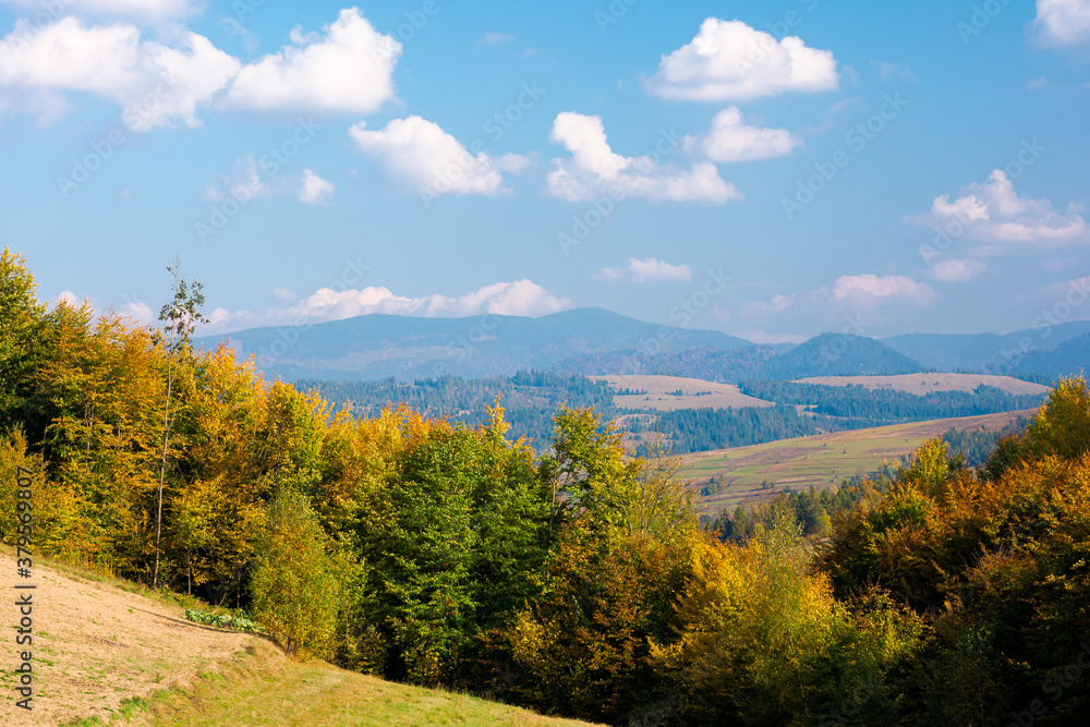 rural landscape of carpathian mountains in autumn. trees in yellow foliage. beautiful sunny weather