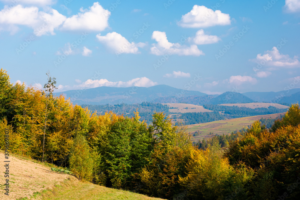Obraz premium rural landscape of carpathian mountains in autumn. trees in yellow foliage. beautiful sunny weather