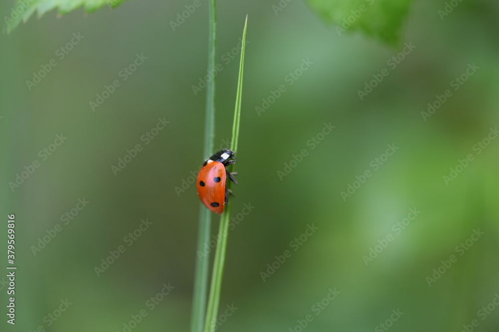 Ladybug, ladybird in the grass macro Ladybug, ladybird in the grass macro