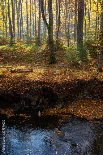 Fototapeta Naklejka Na Ścianę i Meble -  mountain water stream in the beech forest. beautiful nature scenery in autumn on a sunny day