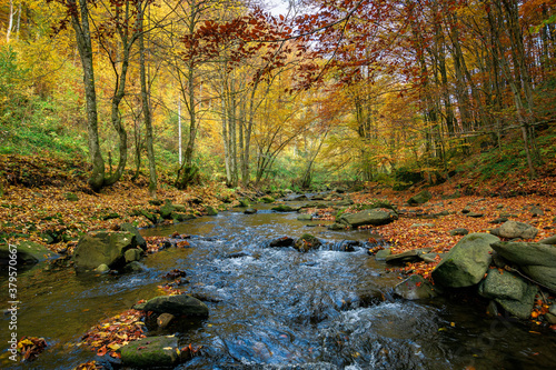 Fototapeta Naklejka Na Ścianę i Meble -  small forest stream. beautiful autumn nature scenery. trees in colorful foliage. rocks in the water