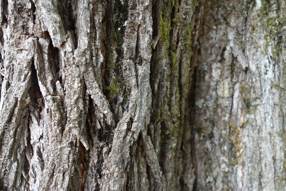 Obraz premium 北海道の田舎のグラフィック素材