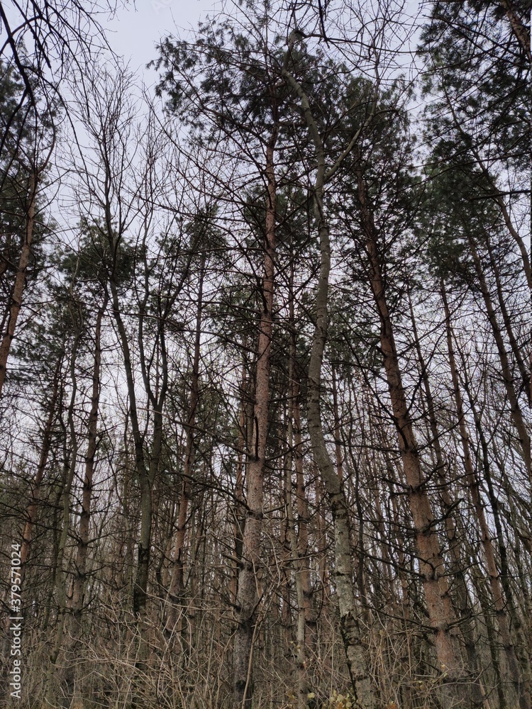 Obraz premium trees in the forest