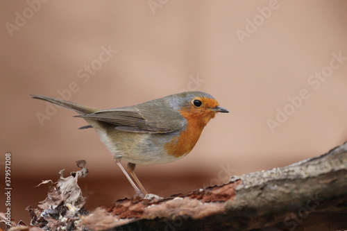 Photo of European robin (Erithacus rubecula) sits on the branch. Detailed and bright portrait. Autumn landscape with a song bird. Erithacus rubecula. Wildlife scene from nature