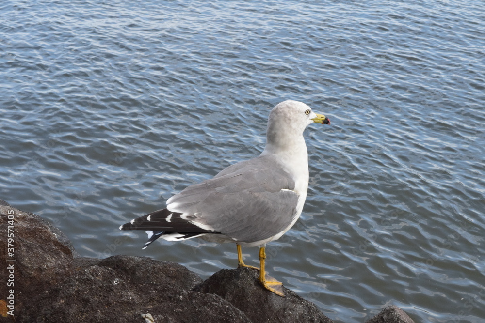 Obraz premium Seagull