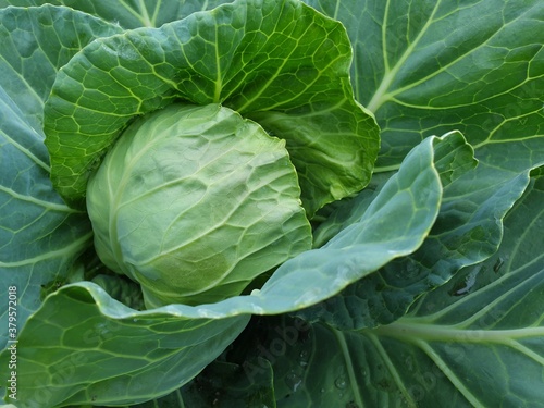 fresh cabbage  top view  selective soft focus