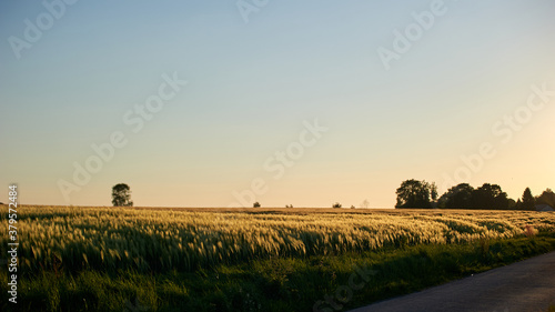 sunrise over the field