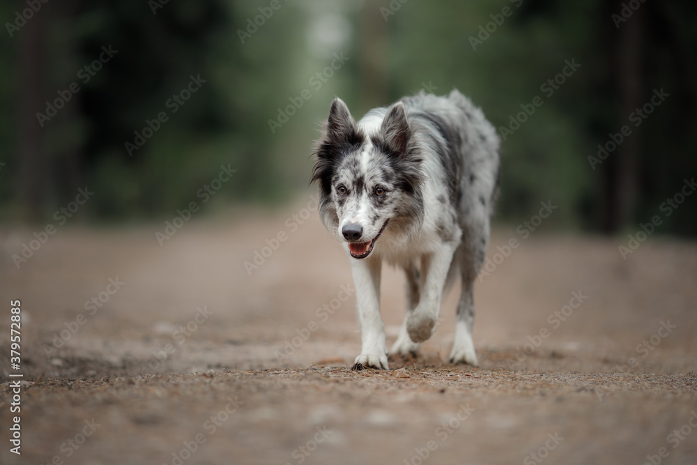 Dog in the forest. marble border collie in nature