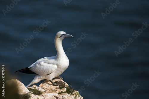 Northern gannet gazing into the distance