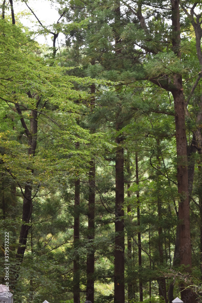 Fototapeta premium Woods