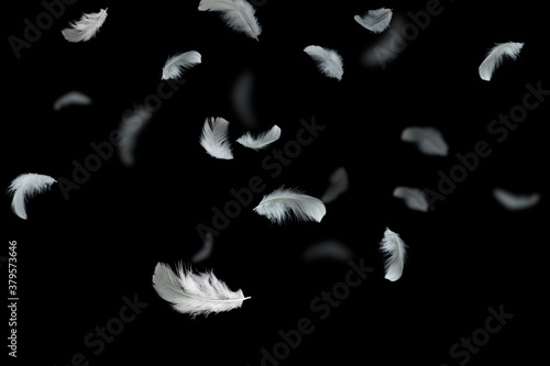 Feather abstract freedom background. Soft white feathers falling down in the air. Black background.