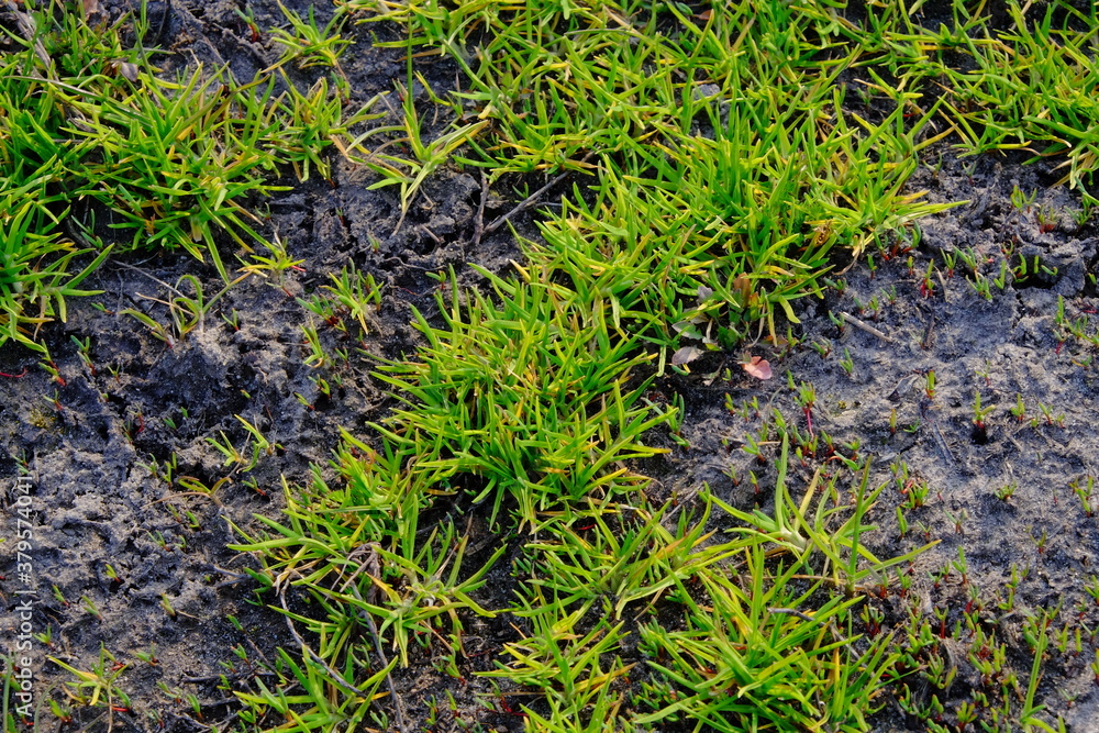Grass stems sprout from the ash. Fresh spring grass. Grass stems sprout from the ash. Fresh spring grass.