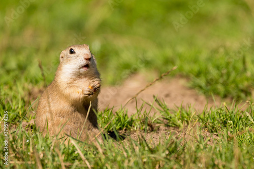 Cute European ground squirrel (Spermophilus citellus, Ziesel) sitting on a meadow and eating grass. National park Muranska planina in Slovakia.