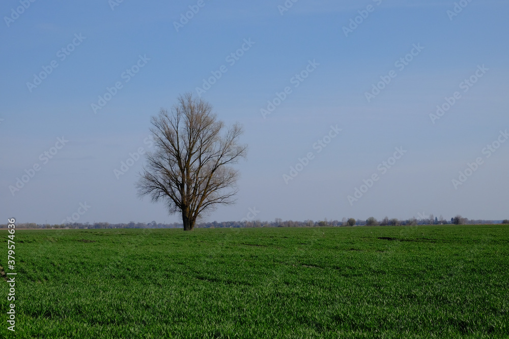Beautiful single tree in a green field against a blue sky. Spring landscape. Beautiful single tree in a green field against a blue sky. Spring landscape.
