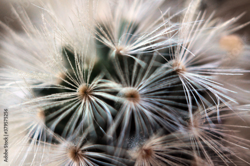 Green with white spines cactus plant 