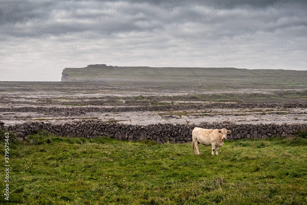 Cow in a green field, Stone fence and Dun Aonghasa old fort in the background, cloudy sky. Landscape in Inis mor Aran Islands, county Galway, Ireland.