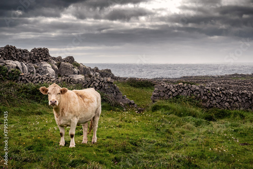 Fotografie Cow in a green field, Stone fences and Atlantic ocean in the background