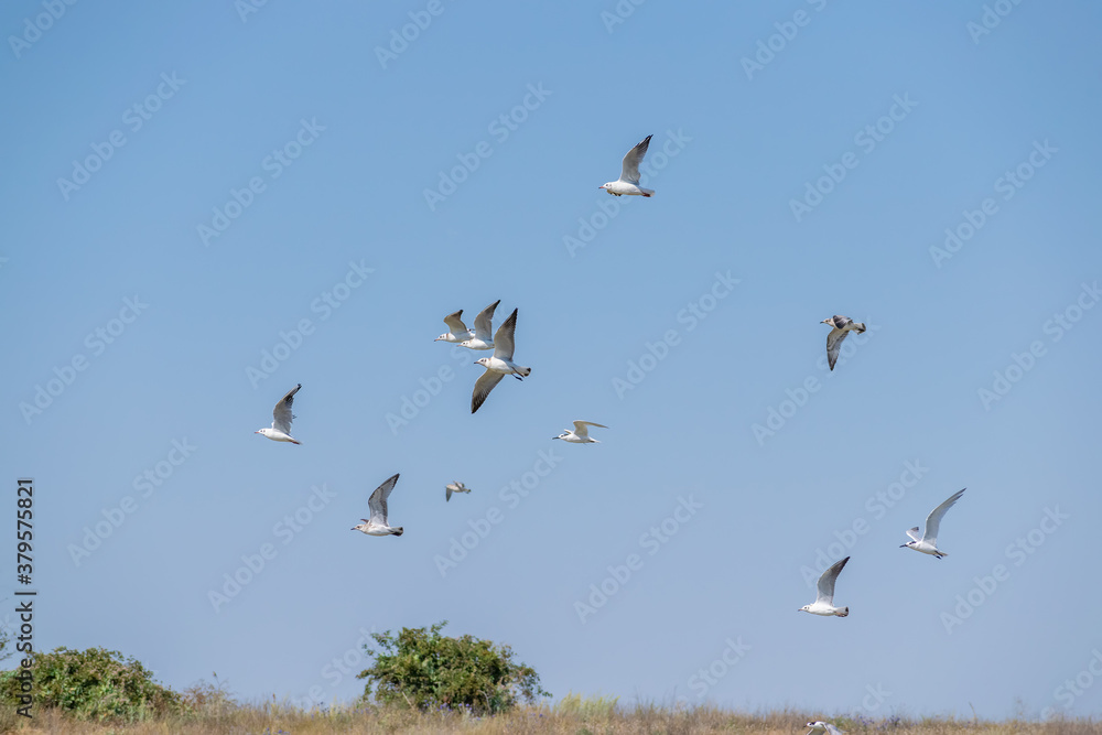 Seagulls in flight