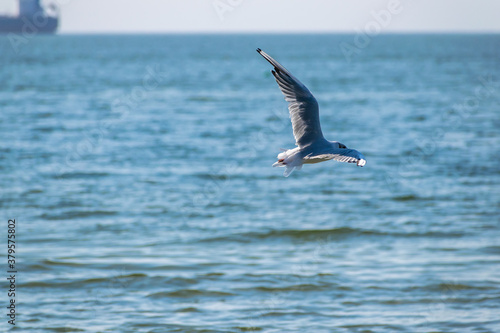 Seagull in flight © Maksym Dragunov