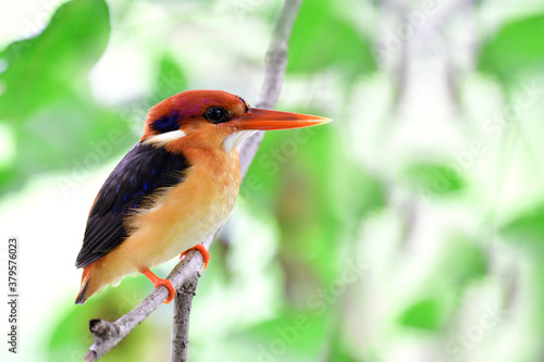  Oriental Dwarf Kingfisher perching on thin branch under bushy cover over small stream in tropical country