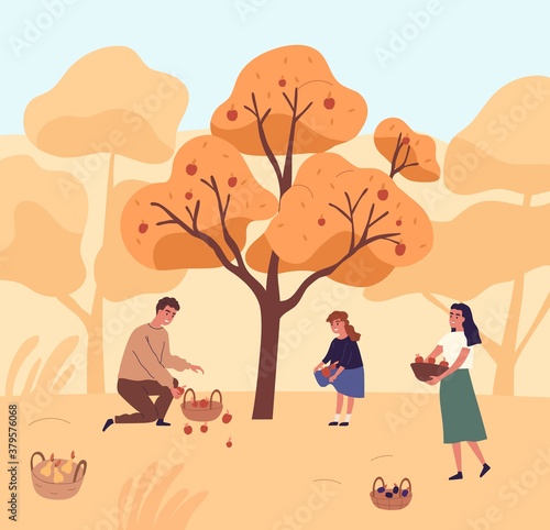 Cute family picking apples in garden vector flat illustration. Happy mother, father and daughter gathering fruits from tree together. People putting organic seasonal growth edible plants in baskets