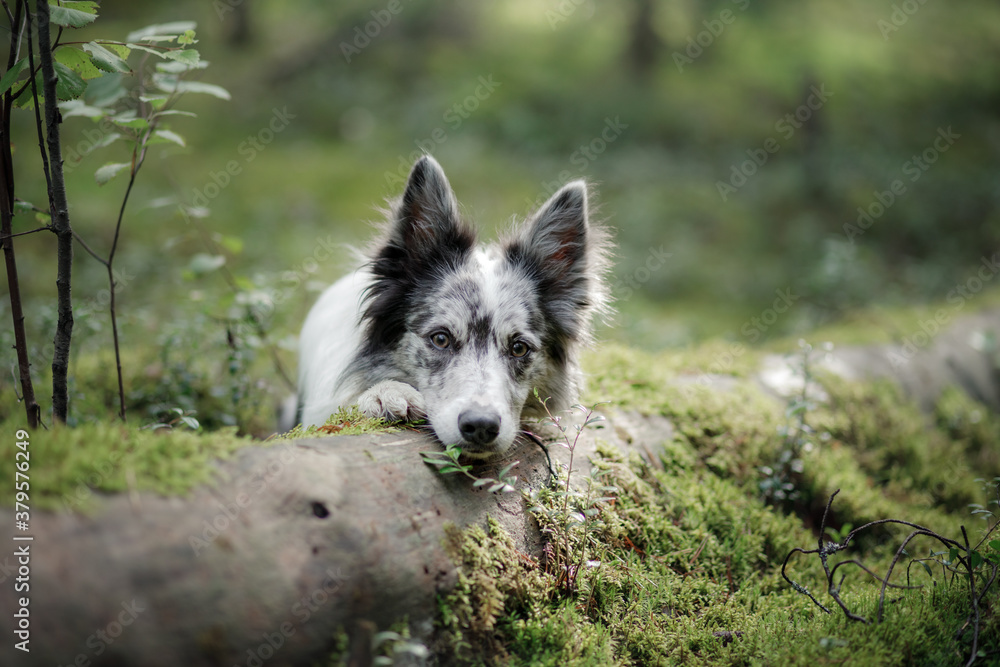 Fototapeta premium Dog in the forest. marble border collie in nature