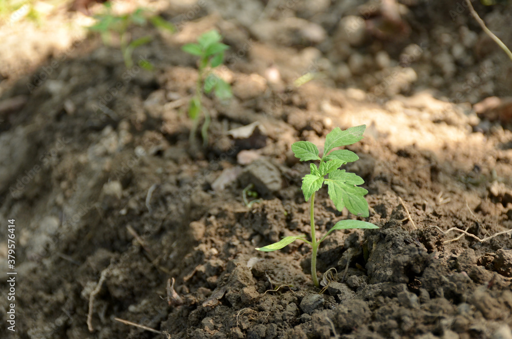 the small ripe green tomato plant seedlings in the garden. the small ripe green tomato plant seedlings in the garden.