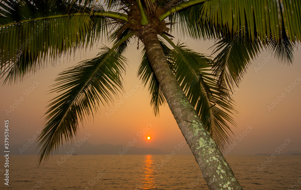 Fototapeta premium A palm tree with large fronds at sunset in eastern Thailand.