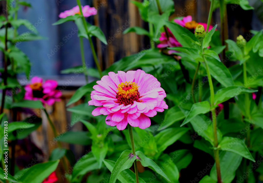 pink flower pink flower