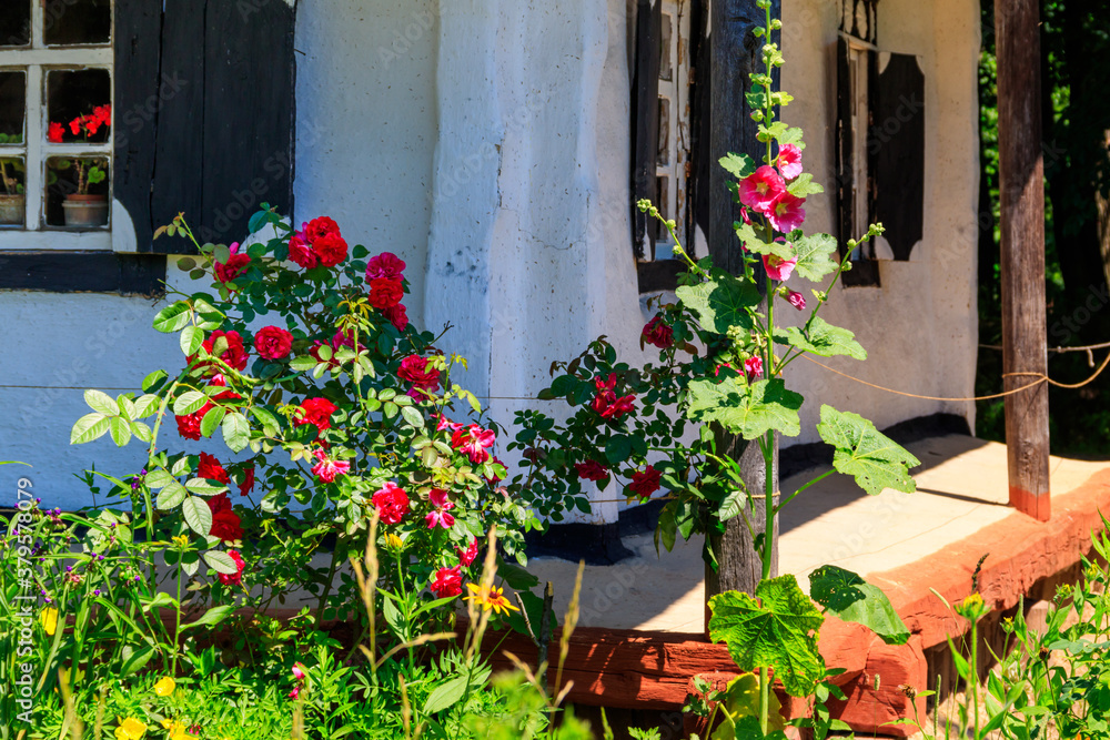 Beautiful roses and mallows near old traditional ukrainian clay house