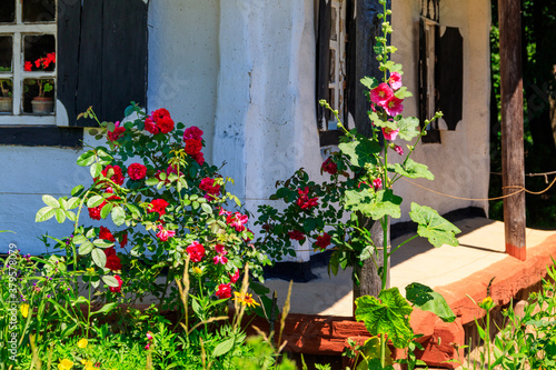 Fototapeta Naklejka Na Ścianę i Meble -  Beautiful roses and mallows near old traditional ukrainian clay house