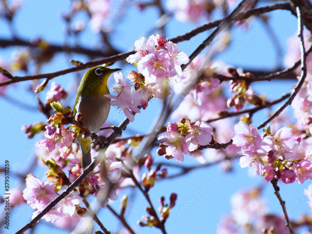 white-eyes sparrow on cherry tree / 河津桜にとまるメジロ white-eyes sparrow on cherry tree / 河津桜にとまるメジロ