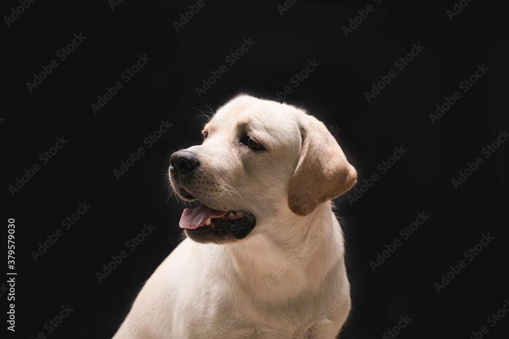 young dog labrador puppy in studio on black background headshots profile portrait young dog labrador puppy in studio on black background headshots profile portrait