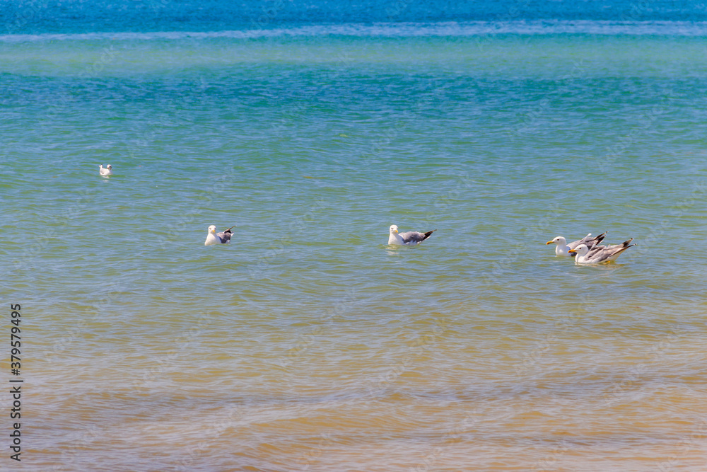 Flock of seagulls swimming in the Black sea