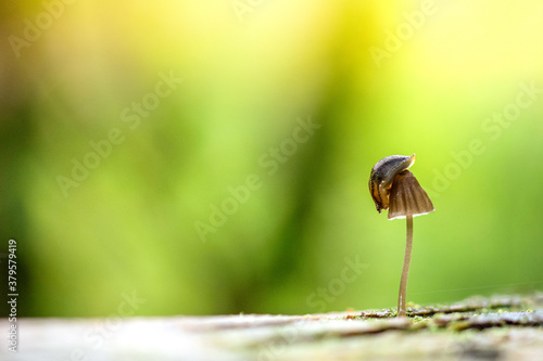 Macro of a snail on a tiny mushroom. Green, bright light in the background. Soft, focus, blurred background with bokeh. Forest scenery