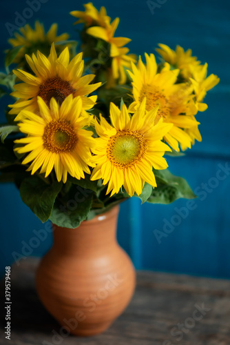 Still-life. Sunflowers in a jug on a blue background.
